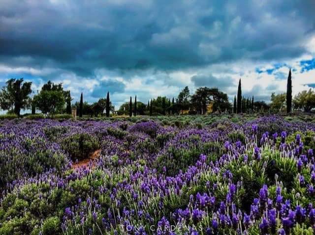 Lavender fields